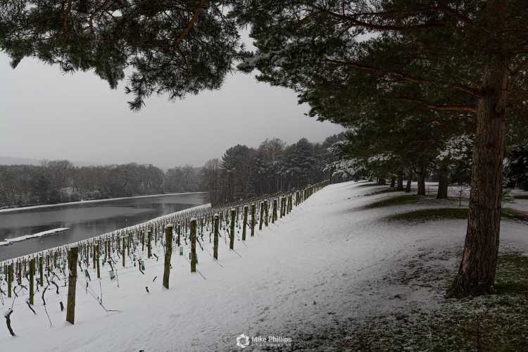 Vineyard snow