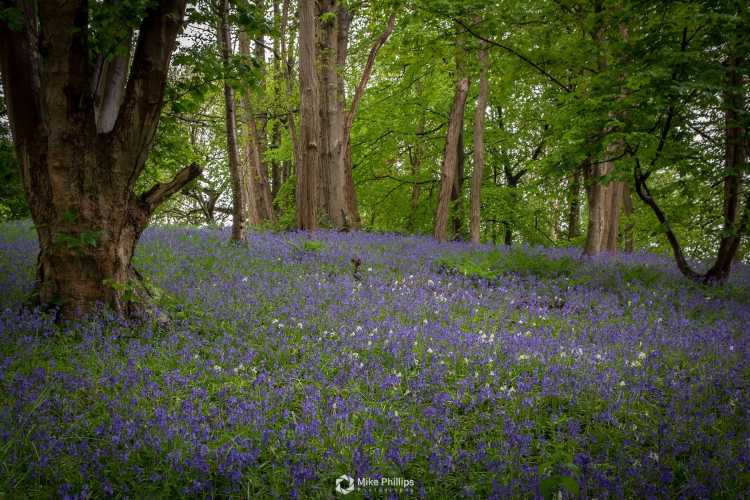 Bluebells