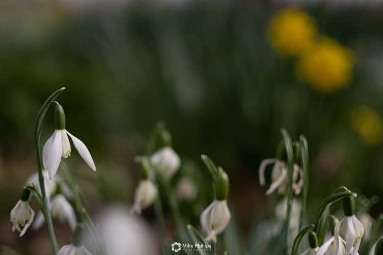 Snowdrops