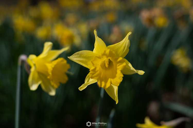 Daffodils