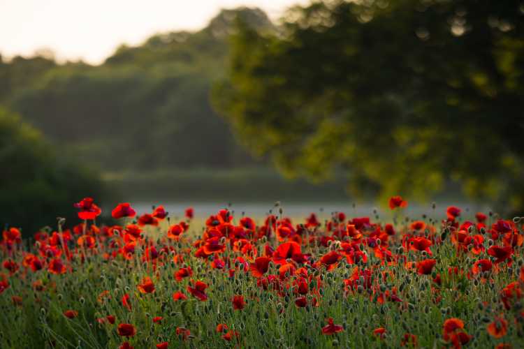 Poppies galore