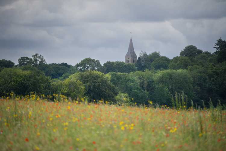 Wildflowers at Langley Vale