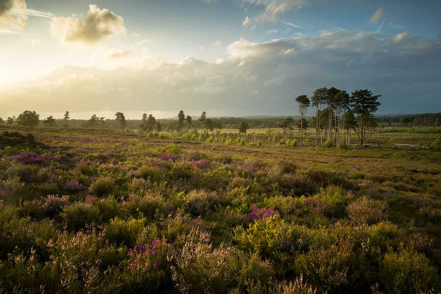Thursley sunset