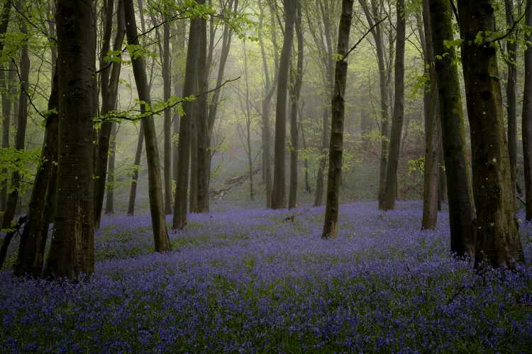 Leith Hill bluebells
