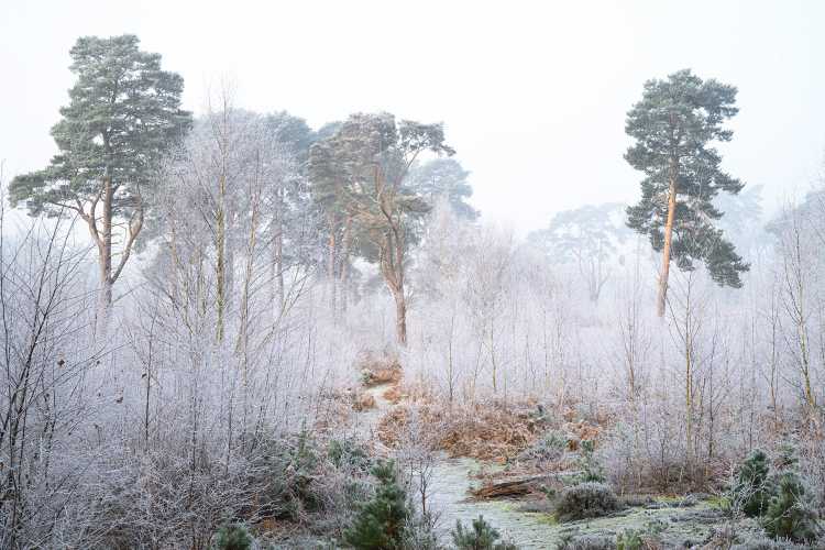 Hoar frost and winter sunshine
