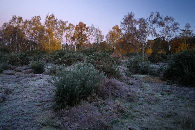 Frosty heath