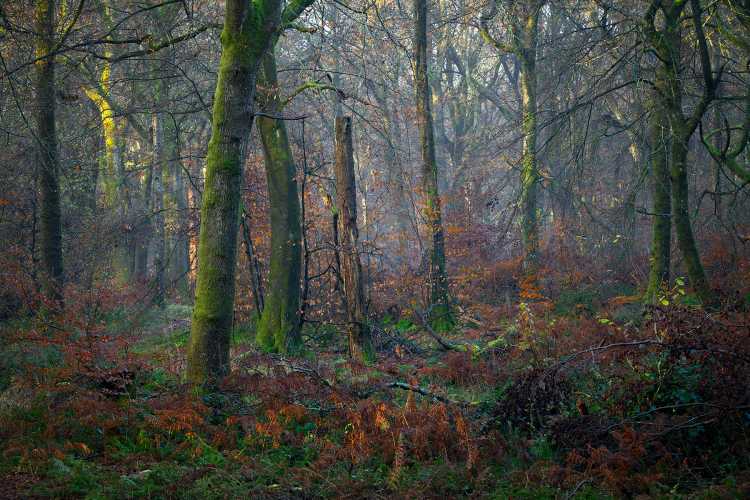North Downs woodland
