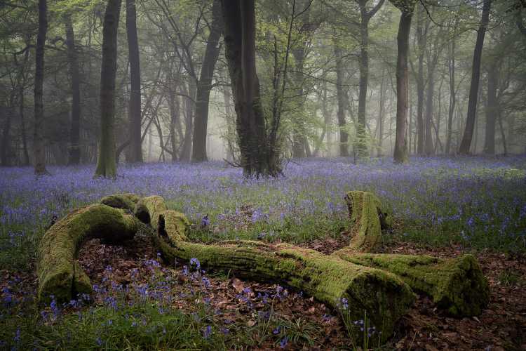 Misty bluebells