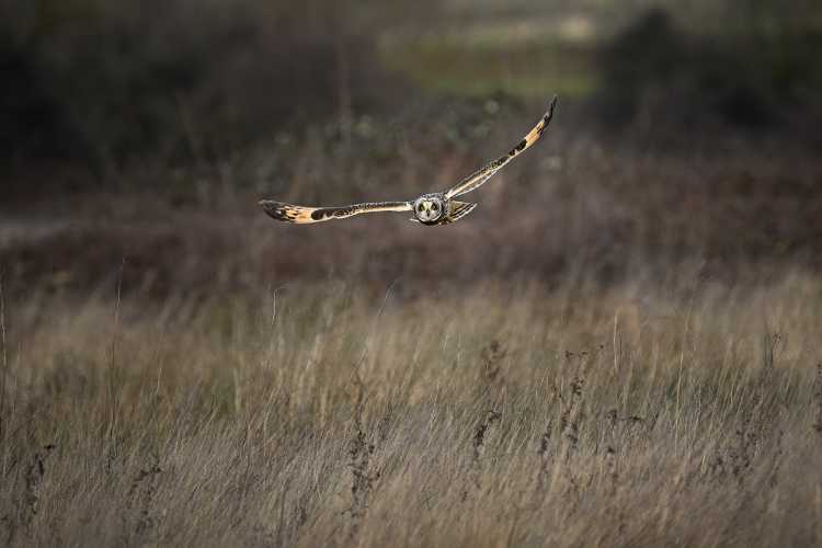 Short eared owl