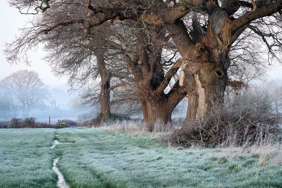 Under the old oak tree
