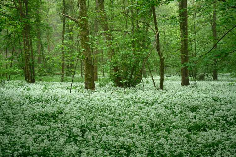 Wild garlic on a misty morning