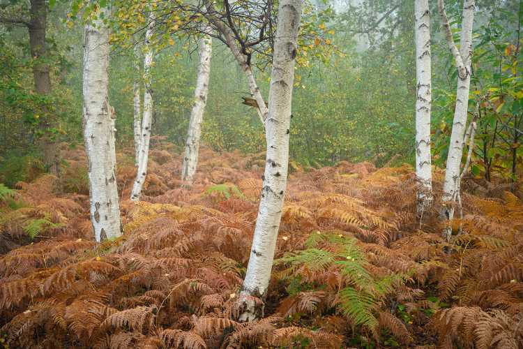 Silver birch autumn bracken