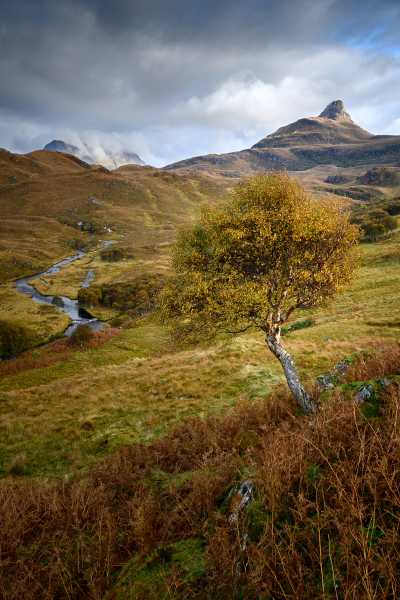 Assynt tree