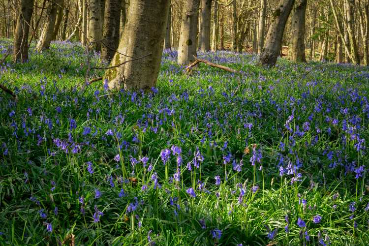 Sunny bluebells