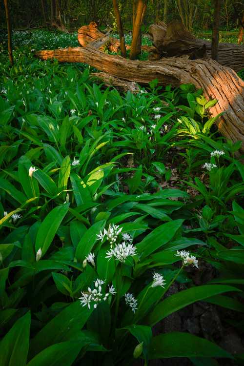 Wild garlic