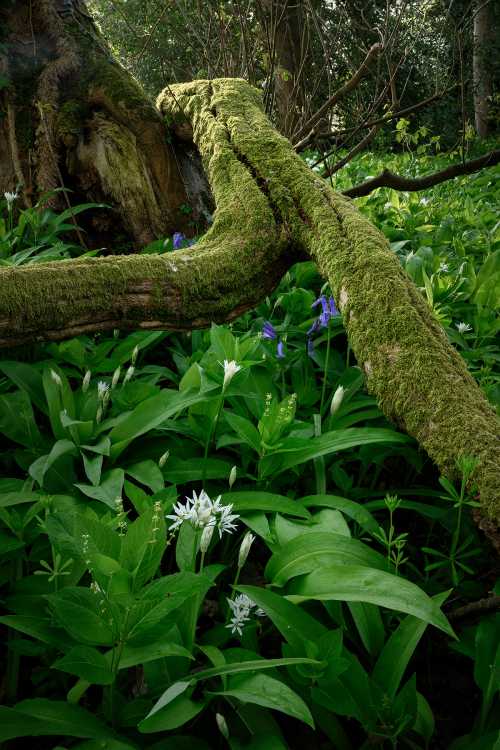 Garlic and bluebells