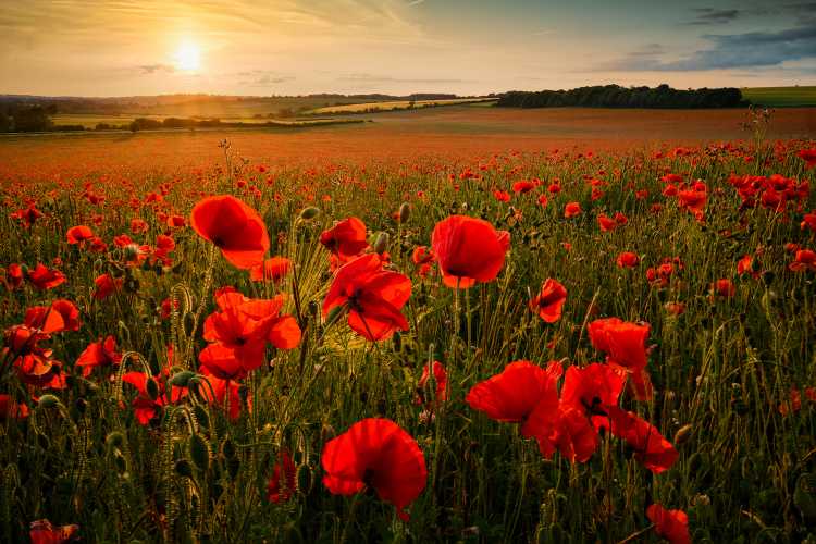 Wiltshire poppies