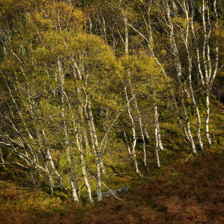 Assynt birch