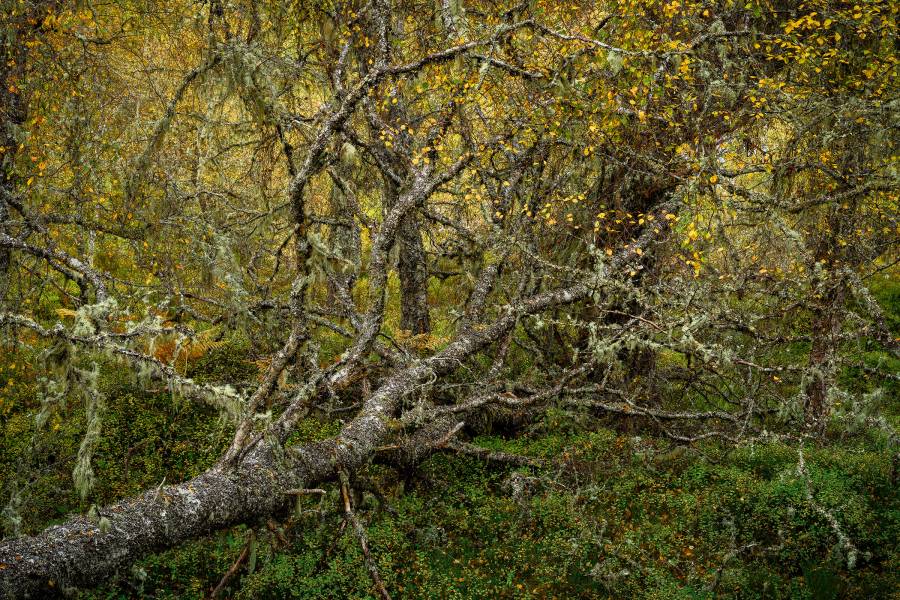 What do trees do all day?