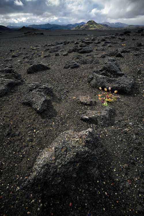 Flower of the desert