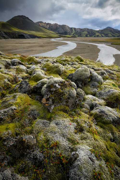 Gathering moss